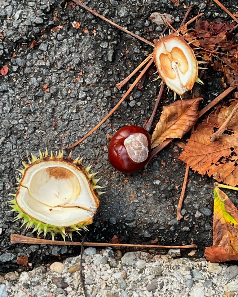 Kastanie