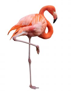 Design ohne Titel - 1