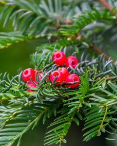 A green branch with the red berries of european yew or taxus baccata tree.