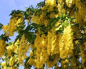Goldregen (Laburnum) - Infos & Pflanzen dieser Gattung