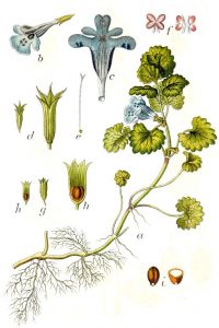 06 Gundermann