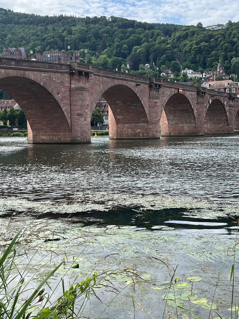 seerosen im neckar